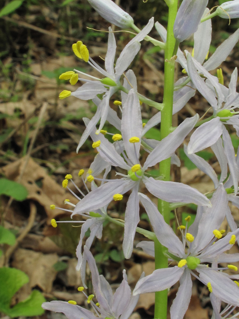 Camassia scilloides (Atlantic camas) #39324