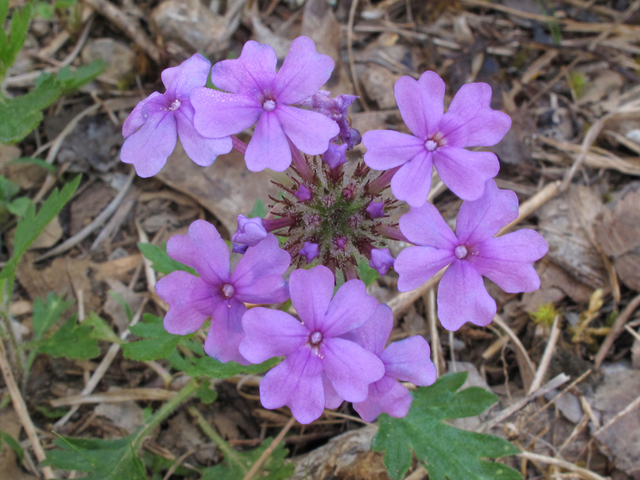 Glandularia canadensis (Rose vervain) #39333