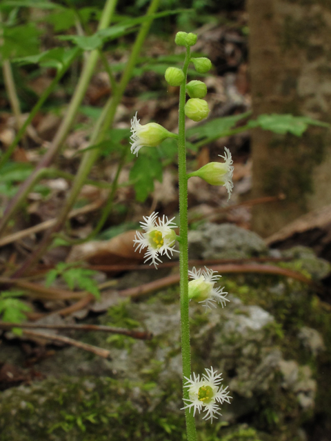 Mitella diphylla (Twoleaf miterwort) #39346