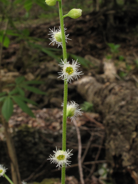 Mitella diphylla (Twoleaf miterwort) #39348