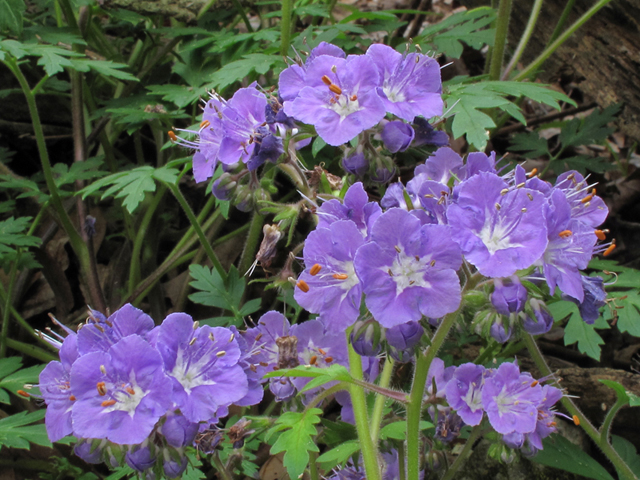 Phacelia bipinnatifida (Fernleaf phacelia) #39355