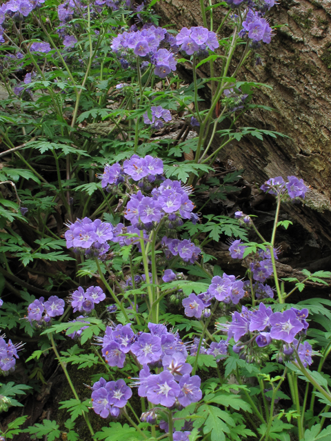 Phacelia bipinnatifida (Fernleaf phacelia) #39356