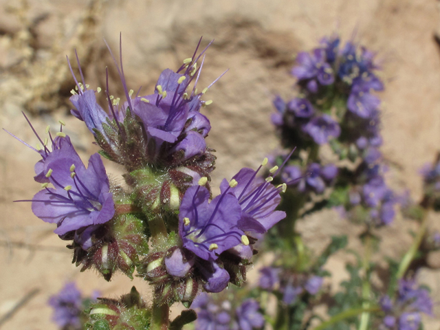 Phacelia crenulata (Cleft-leaf wild heliotrope) #39357