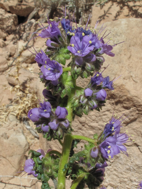 Phacelia crenulata (Cleft-leaf wild heliotrope) #39358