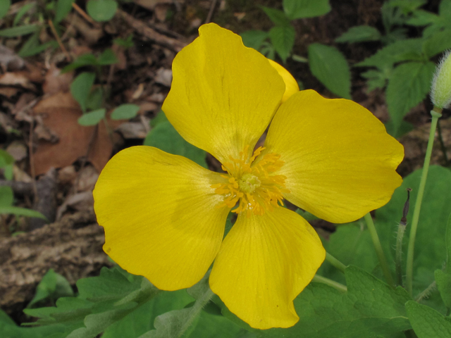 Stylophorum diphyllum (Celandine poppy) #39383