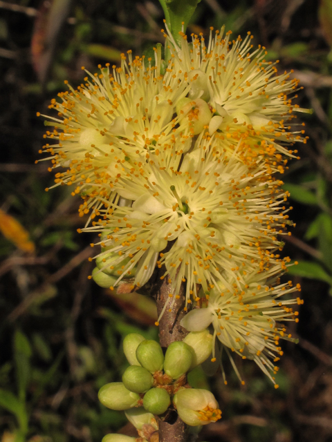 Symplocos tinctoria (Horse sugar) #39386