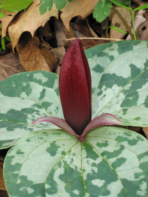 Trillium decumbens (Trailing wakerobin) #39388