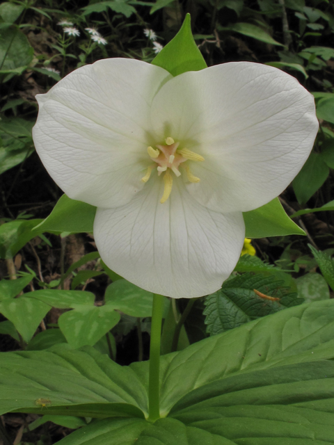 Trillium flexipes (Nodding wakerobin) #39391