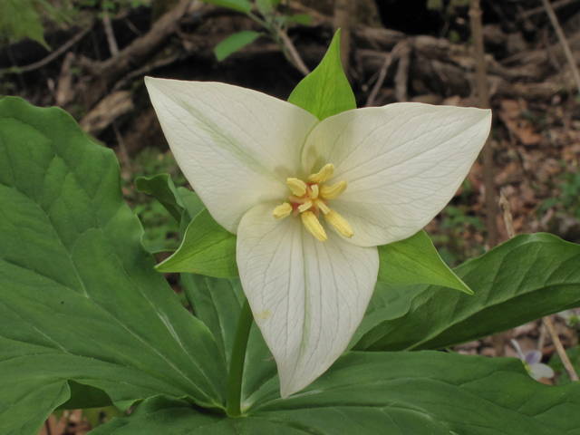 Trillium flexipes (Nodding wakerobin) #39392