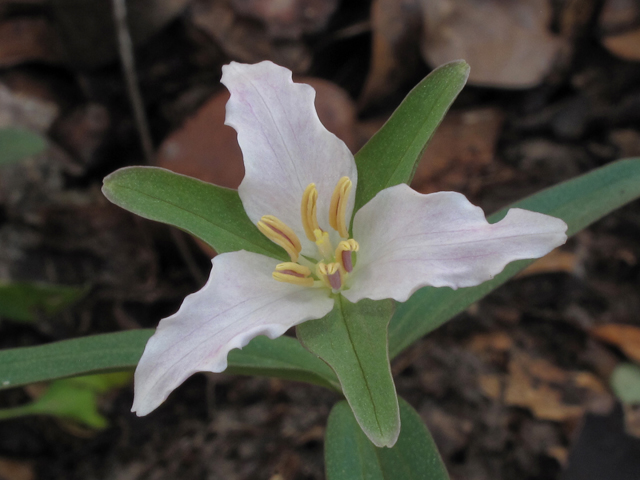 Trillium pusillum (Dwarf wakerobin) #39399