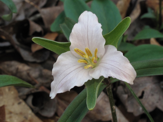 Trillium pusillum (Dwarf wakerobin) #39401