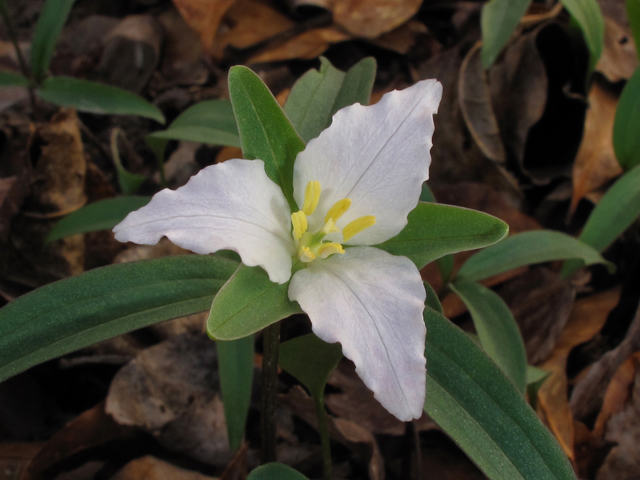 Trillium pusillum (Dwarf wakerobin) #39402