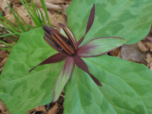 Trillium stamineum (Blue ridge wakerobin) #39404