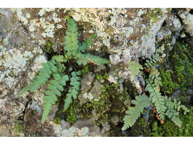 Asplenium kentuckiense (Kentucky spleenwort) #39424