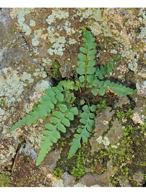 Asplenium kentuckiense (Kentucky spleenwort) #39425