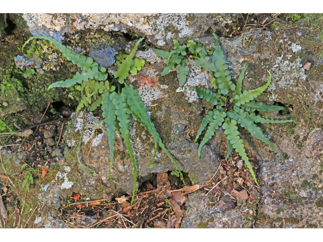 Asplenium pinnatifidum (Lobed spleenwort) #39427