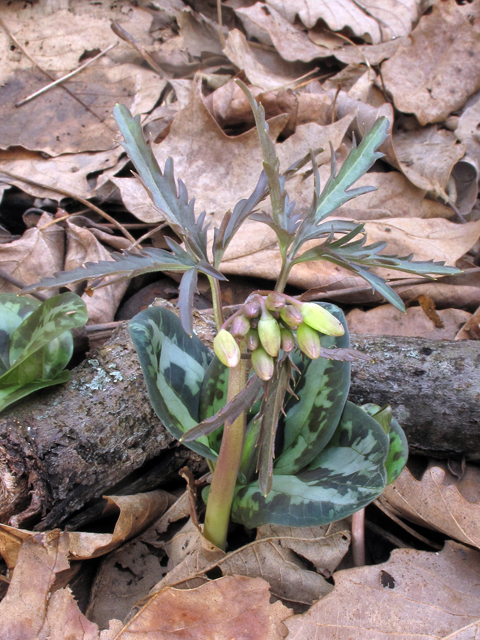 Cardamine concatenata (Cutleaf toothwort) #39430