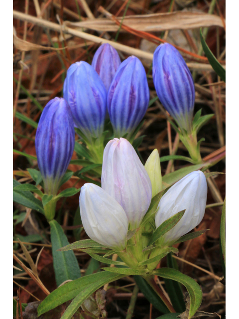 Gentiana saponaria (Harvestbells) #39449