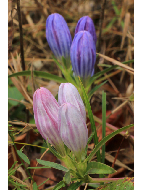 Gentiana saponaria (Harvestbells) #39450