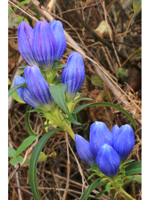 Gentiana saponaria (Harvestbells) #39451