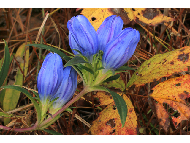 Gentiana saponaria (Harvestbells) #39452