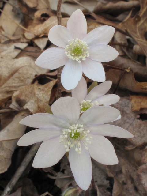 Hepatica nobilis var. acuta (Sharplobe hepatica) #39461