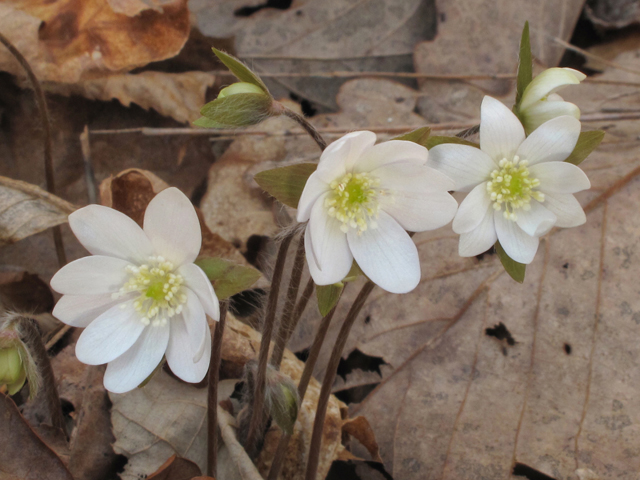 Hepatica nobilis var. acuta (Sharplobe hepatica) #39462