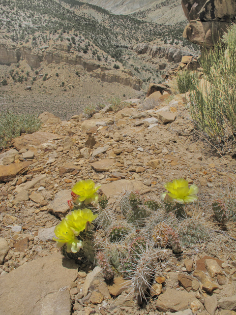 Opuntia polyacantha (Plains prickly pear) #39476