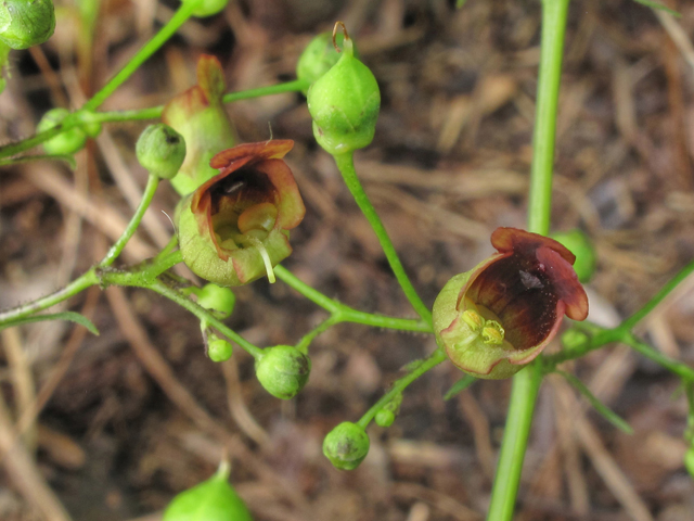 Scrophularia marilandica (Carpenter's square) #39503