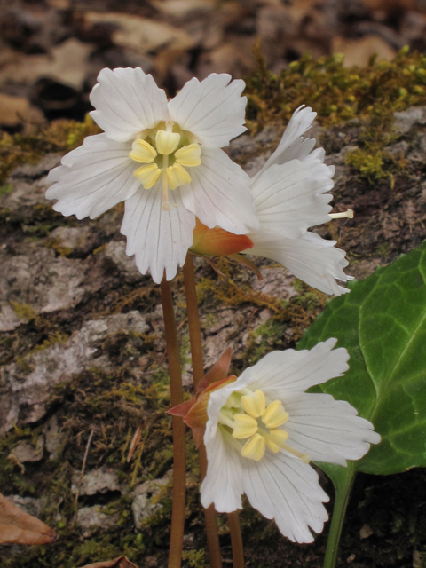 Shortia galacifolia (Oconee bells) #39506