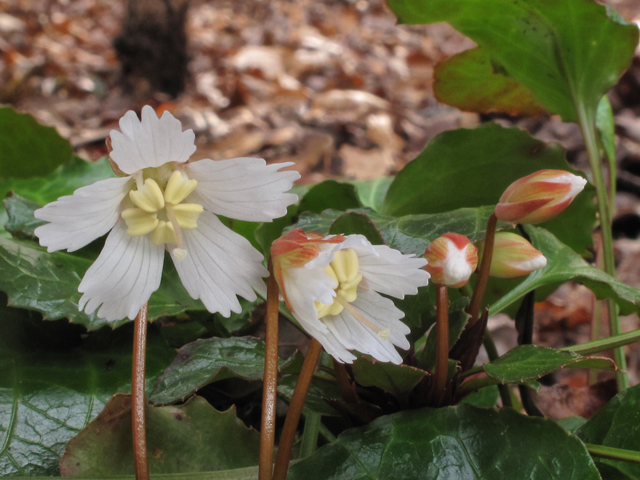 Shortia galacifolia (Oconee bells) #39508