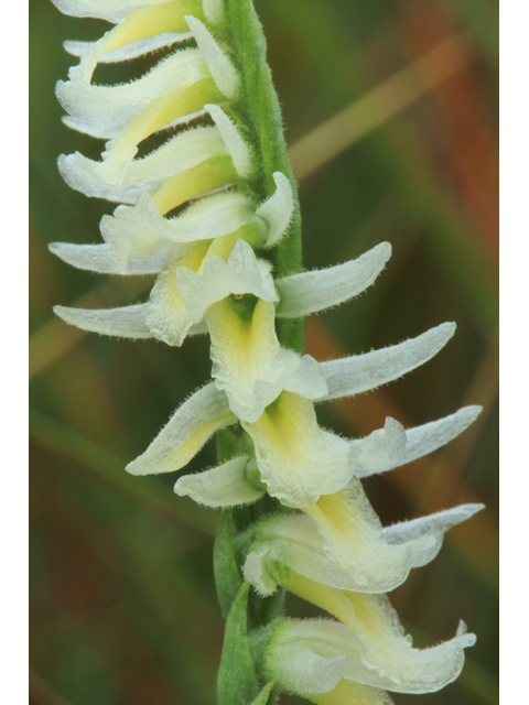 Spiranthes longilabris (Giant-spiral ladies'-tresses) #39510