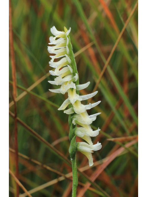 Spiranthes longilabris (Giant-spiral ladies'-tresses) #39511