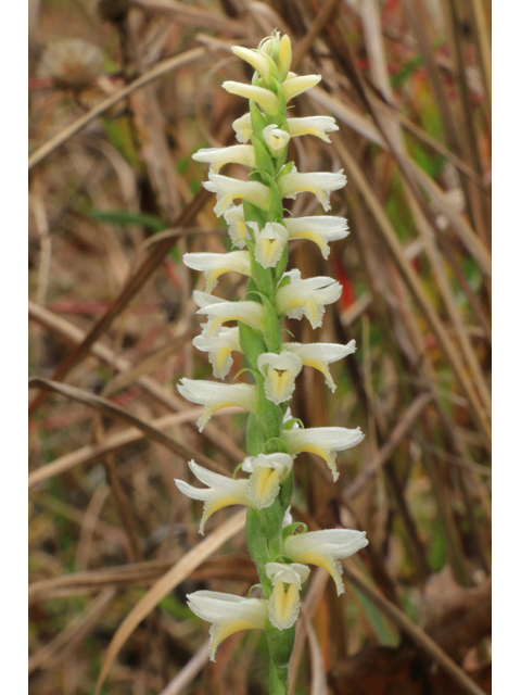 Spiranthes magnicamporum (Great plains ladies'-tresses) #39512