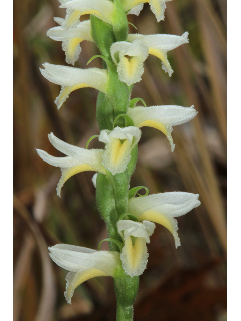 Spiranthes magnicamporum (Great plains ladies'-tresses) #39513