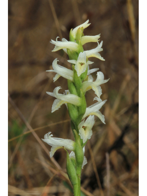 Spiranthes magnicamporum (Great plains ladies'-tresses) #39514