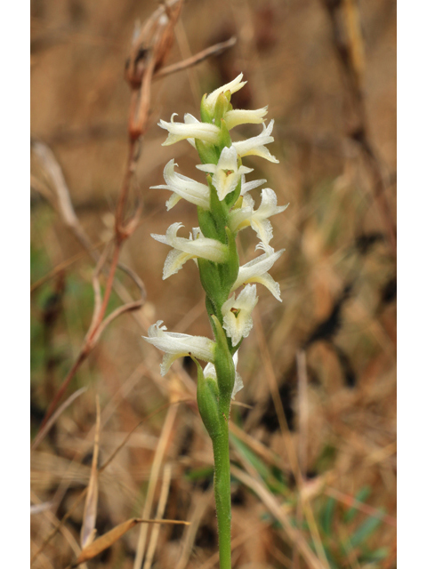 Spiranthes magnicamporum (Great plains ladies'-tresses) #39515