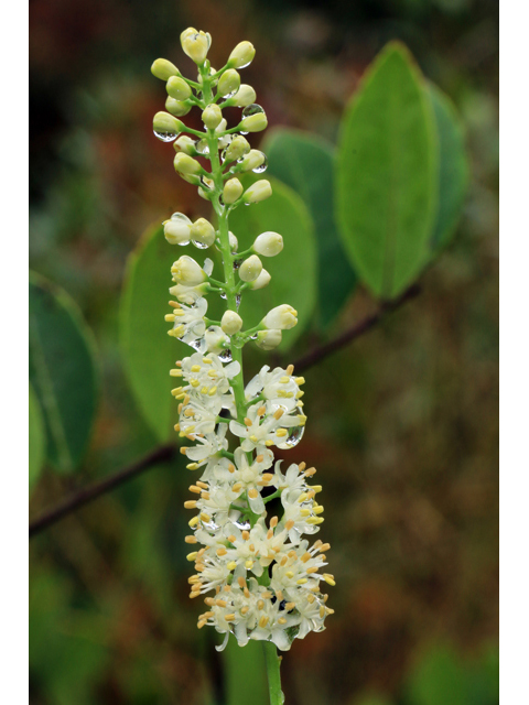 Triantha racemosa (Coastal false asphodel) #39525