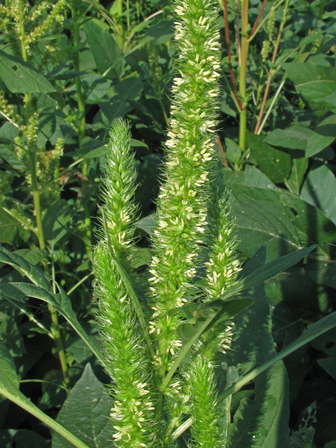 Amaranthus palmeri (Carelessweed) #40150