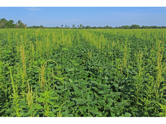 Amaranthus palmeri (Carelessweed) #40151