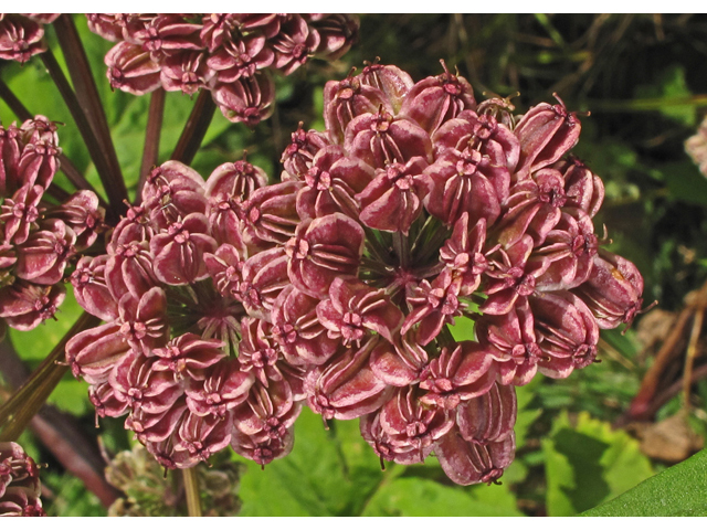 Angelica triquinata (Filmy angelica) #40152