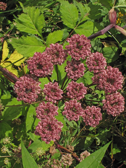 Angelica triquinata (Filmy angelica) #40153