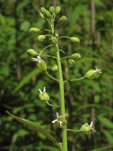 Arabis canadensis (Sicklepod) #40161