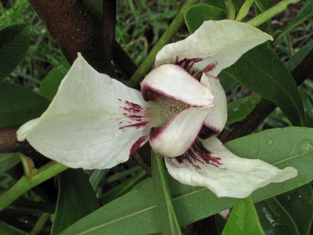 Asimina angustifolia (Slimleaf pawpaw) #40165