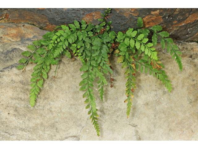 Asplenium bradleyi (Bradley's spleenwort) #40166