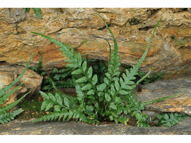 Asplenium pinnatifidum (Lobed spleenwort) #40167