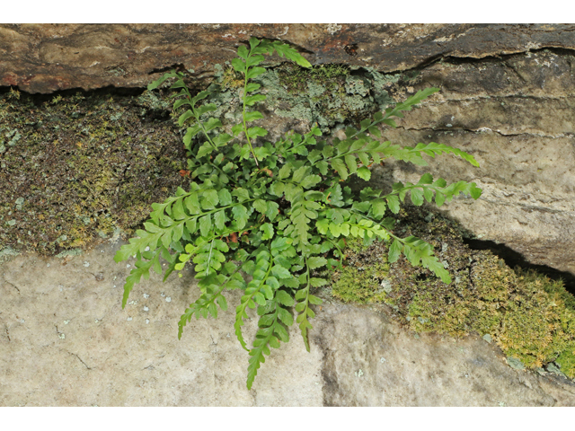 Asplenium gravesii (Graves spleenwort) #40169