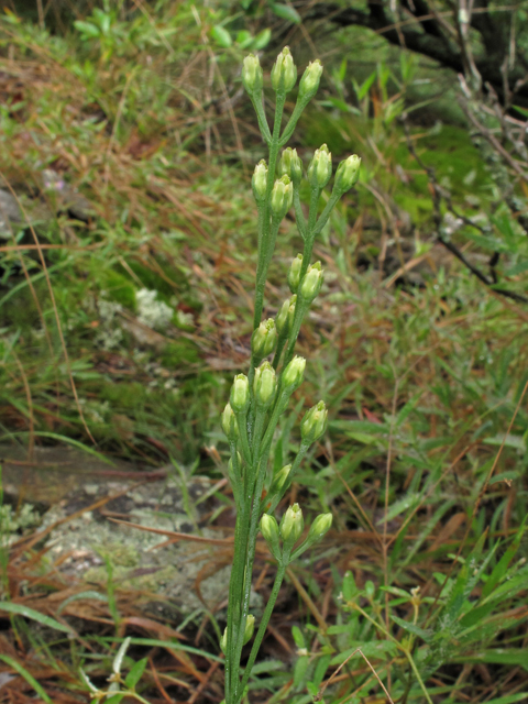 Bartonia virginica (Yellow screwstem) #40173