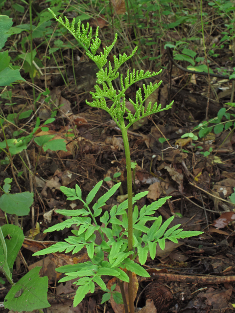 Botrychium dissectum (Cutleaf grapefern) #40174