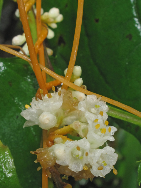 Cuscuta rostrata (Beaked dodder) #40193